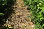 Hunt's Forage Farm