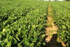 Hunt's Forage Farm