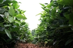 Hunt's Forage Farm