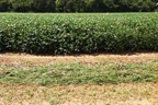Hunt's Forage Farm
