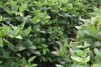 Hunt's Forage Farm