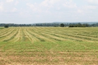 Hunt's Forage Farm